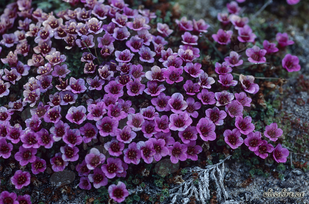 Saxifraga opposta - una pianta precoce nell'Artico