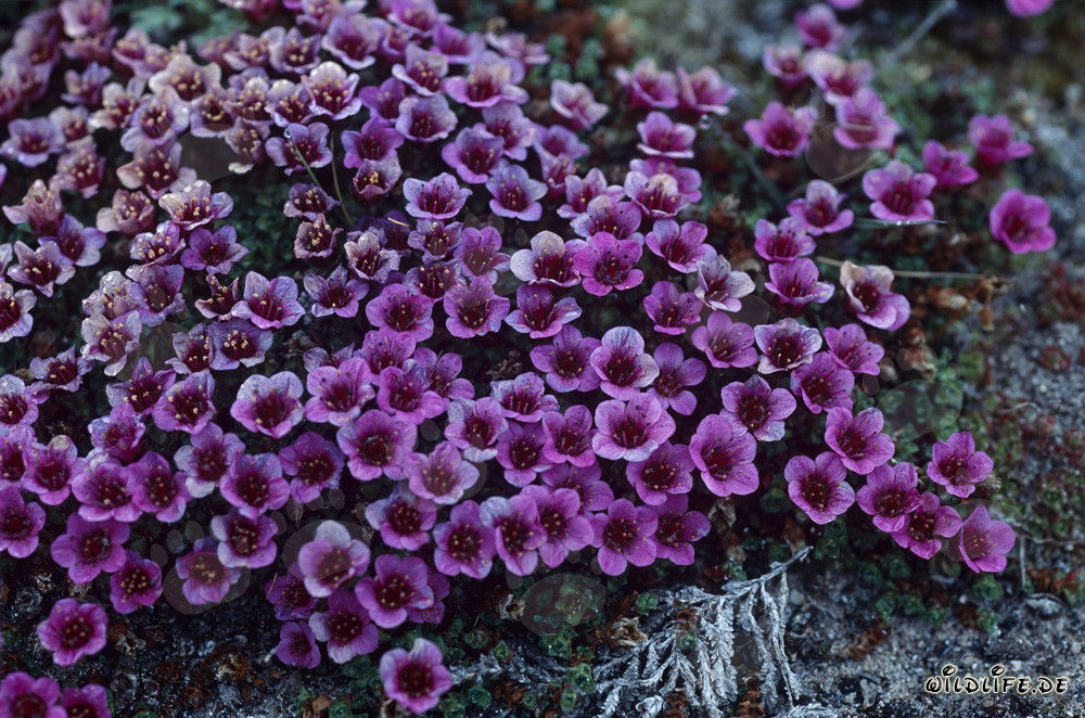 Saxifraga opuesta - una planta temprana en el Ártico