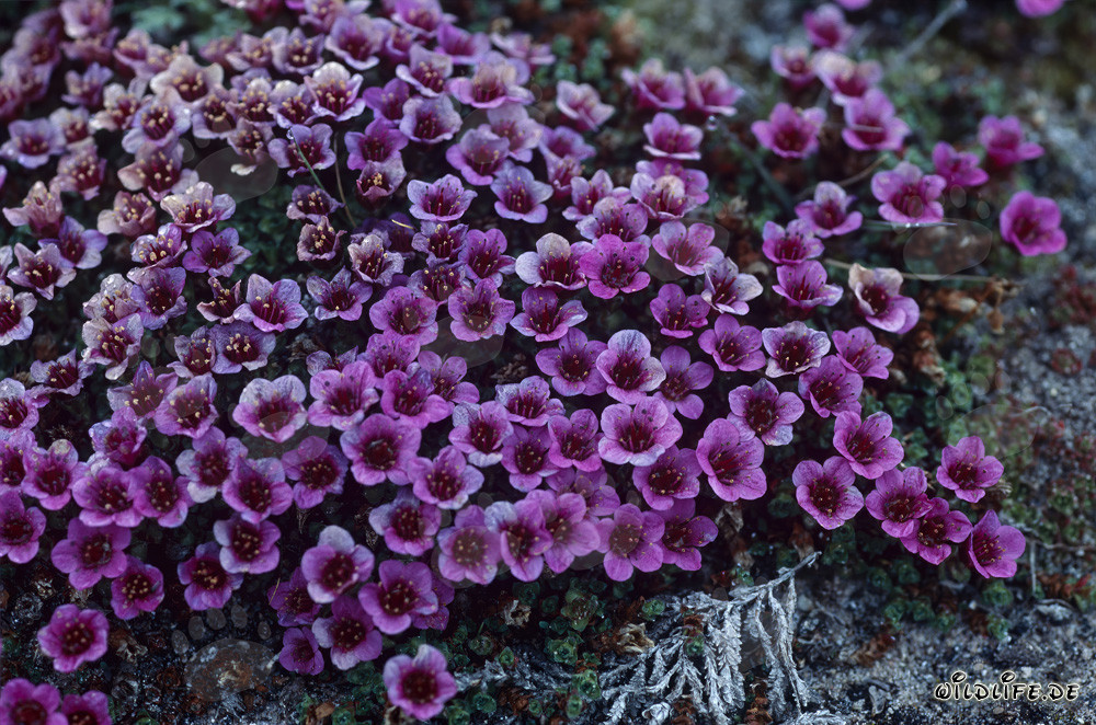 Le saxifrage opposée - une plante précoce dans l'Arctique