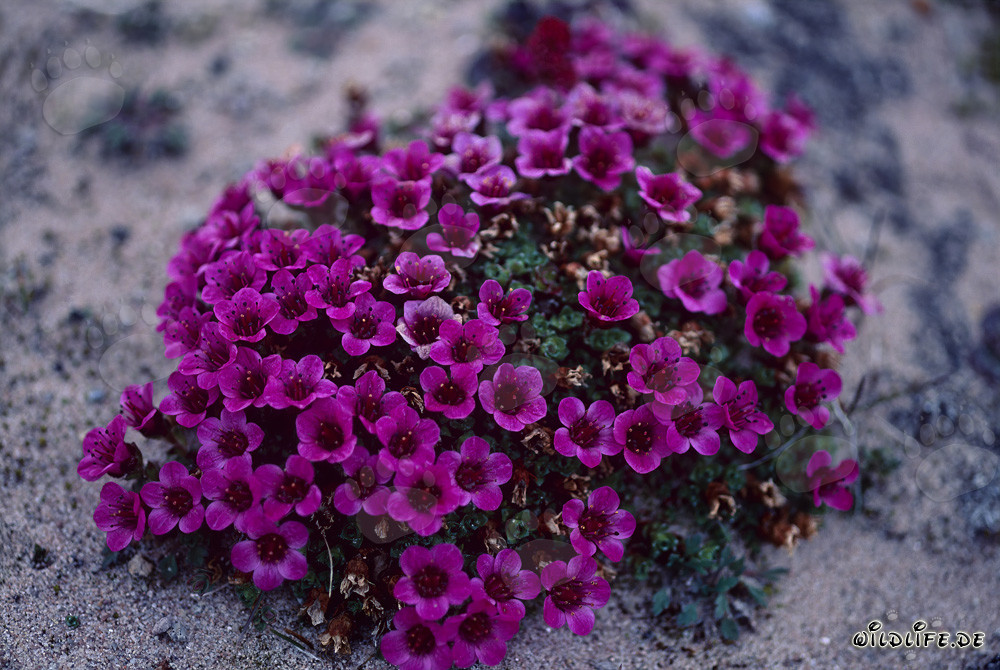 Purple saxifrage - an Arctic flowering plant