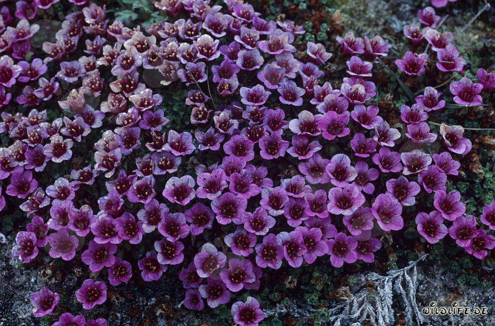 Red purple saxifrage - an unusual flowering plant in the Arctic