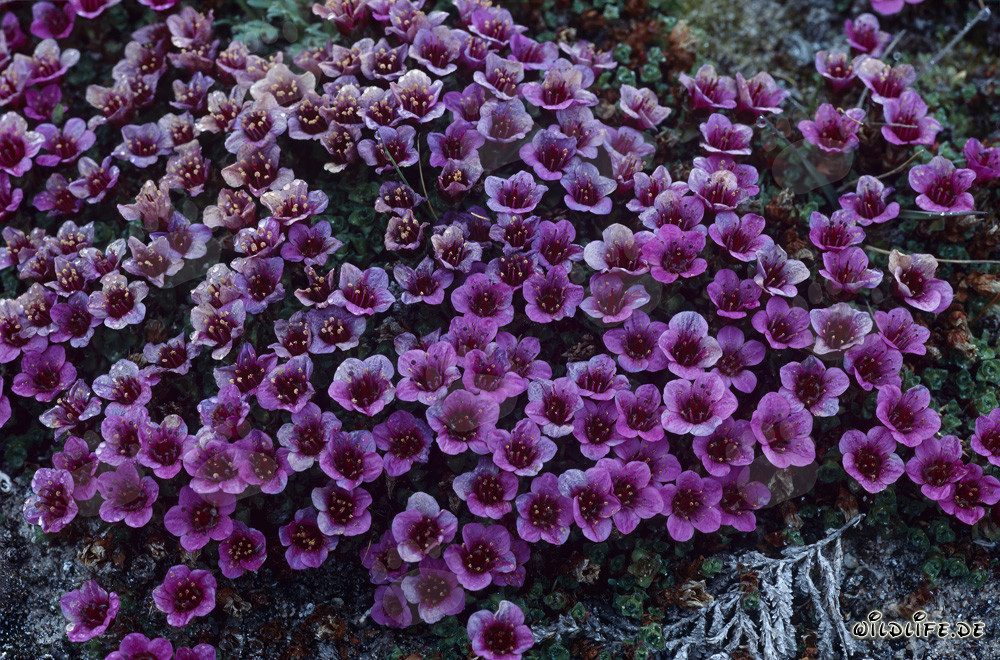 Saxifraga opposita rossa - una pianta fiorita insolita nell'Artico