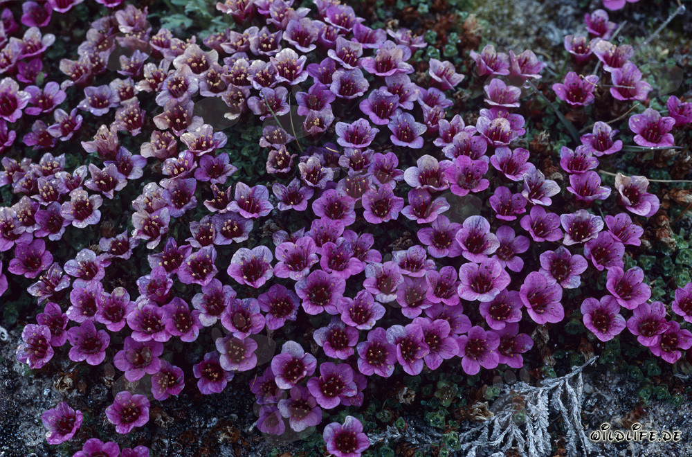 Saxifraga opuesta roja - una planta con flores inusual en el Ártico