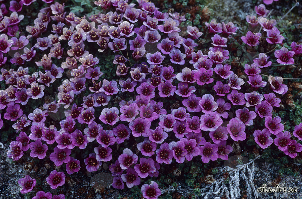 La Saxifrage opposée rouge - une plante à fleurs inhabituelle dans l'Arctique