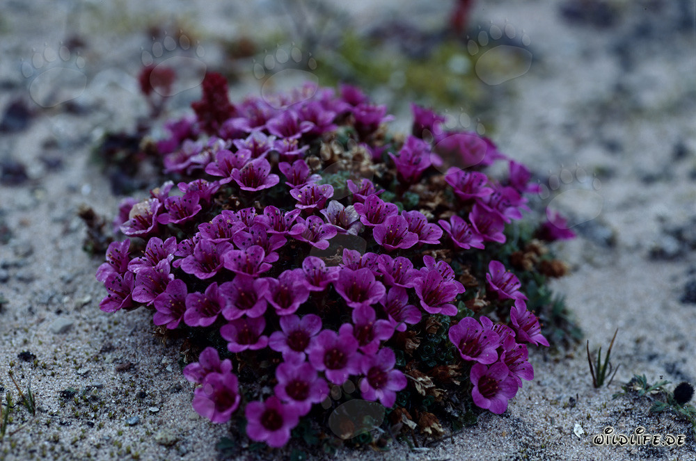 Purple Saxifrage on Cape Anne in the Arctic
