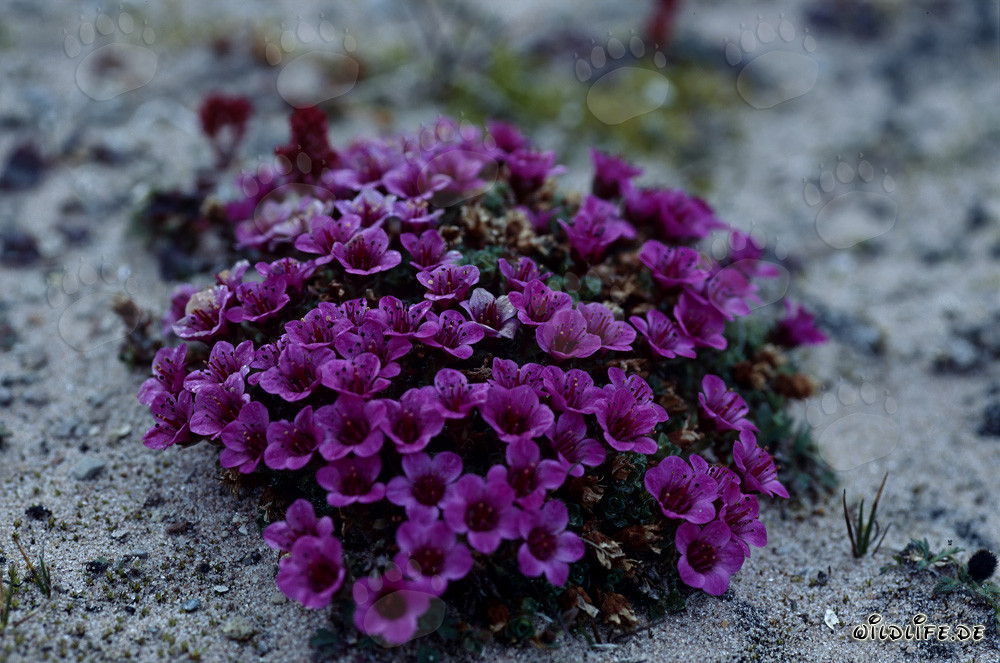 Saxífraga de hojas opuestas en Cape Anne en el Ártico