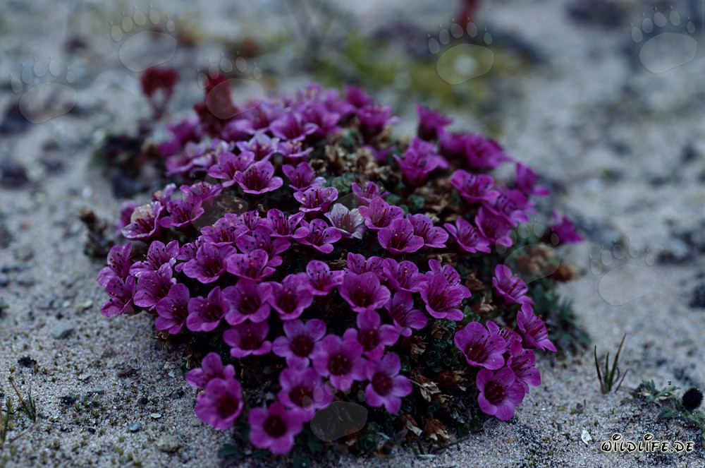 Saxifraga opposta a Cape Anne nell'Artico