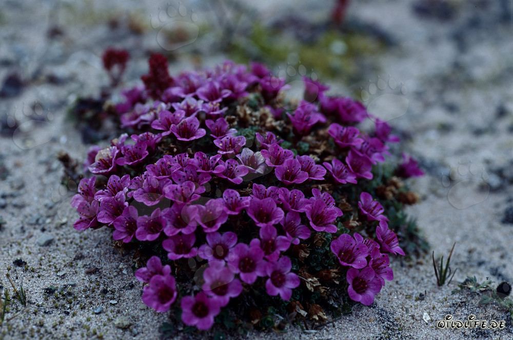 Saxifrage à feuilles opposées au Cap Anne dans l'Arctique