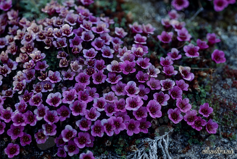 Gegenblättriger Steinbrech - Die faszinierende Blume der Arktis