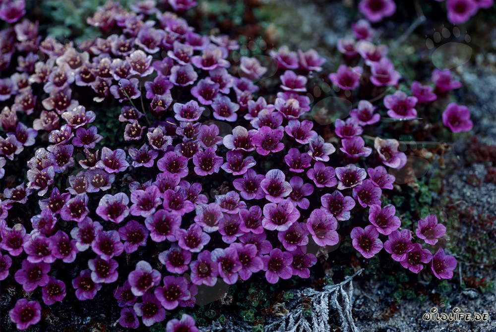 Purple Saxifrage - The Fascinating Flower of the Arctic