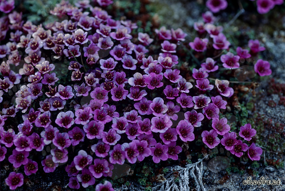Le saxifrage à feuilles opposées - La fleur fascinante de l'Arctique