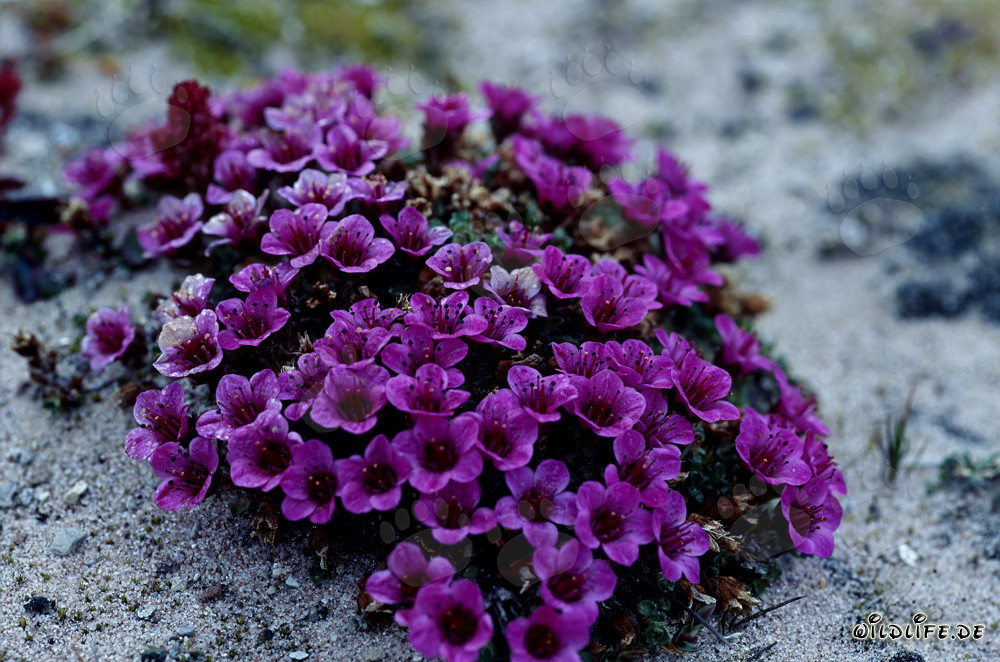 Red purple saxifrage (Saxifraga oppositifolia)