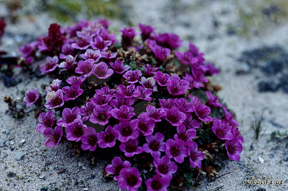 Roter Gegenblättriger Steinbrech (Saxifraga oppositifolia)