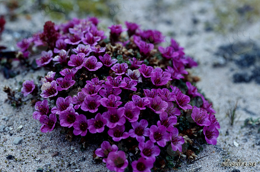Sassifraga opposta rossa (Saxifraga oppositifolia)
