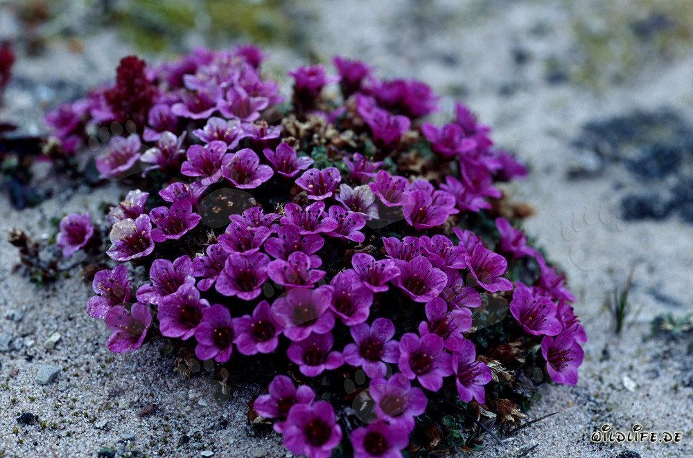 Saxífraga opuesta roja (Saxifraga oppositifolia)