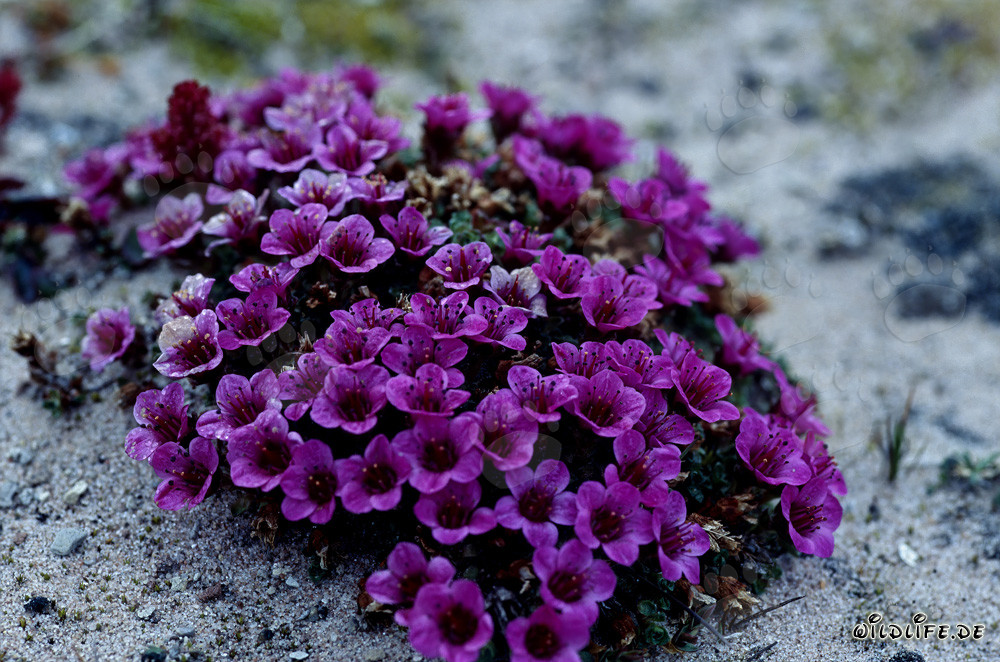 Saxifrage opposée rouge (Saxifraga oppositifolia)