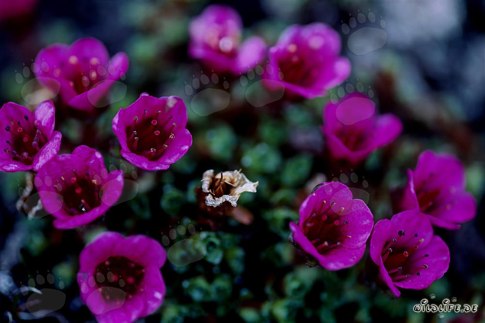 Purple saxifrage - a colorful eye-catcher in the Arctic