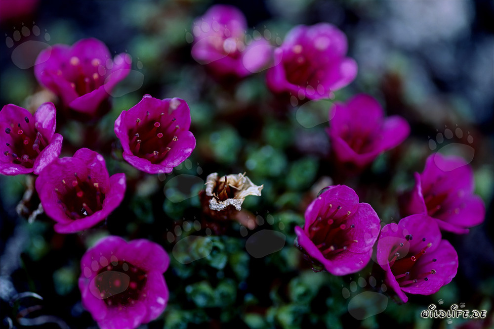 La Saxifrage à feuilles opposées - une attraction colorée dans l'Arctique