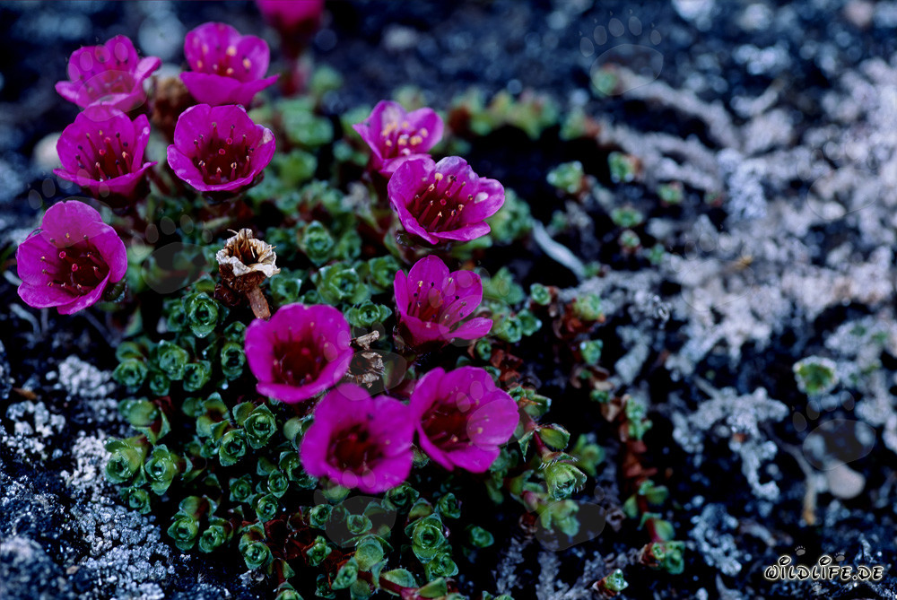 Gegenblättriger Steinbrech - Blume des Territoriums Nunavut