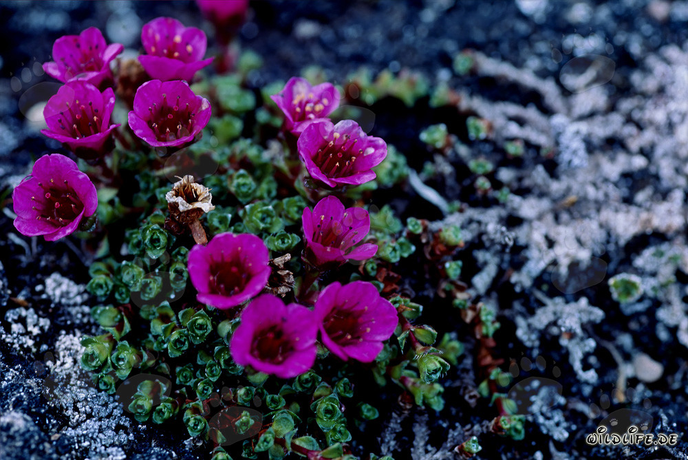 Purple Saxifrage - Flower of the territory of Nunavut