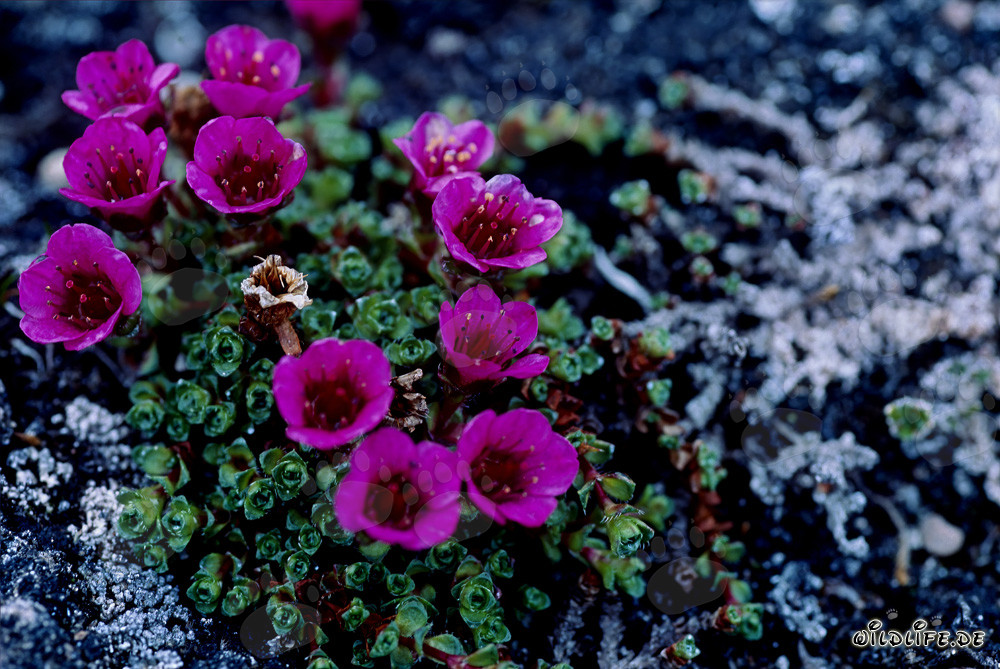 Saxifraga opposta - Fiore del territorio di Nunavut