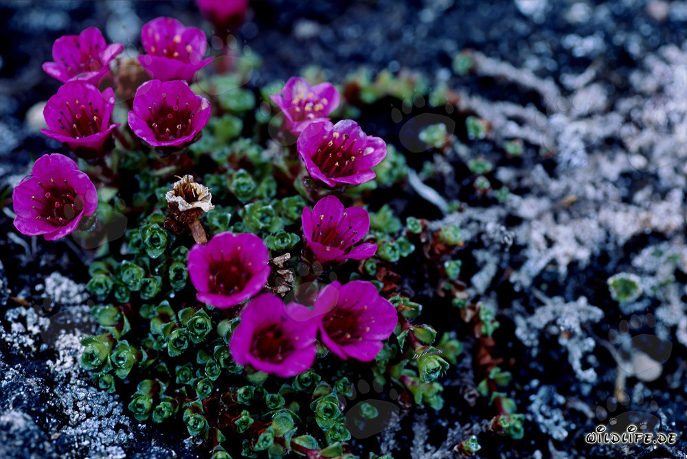 Saxifraga opuesta - Flor del territorio de Nunavut