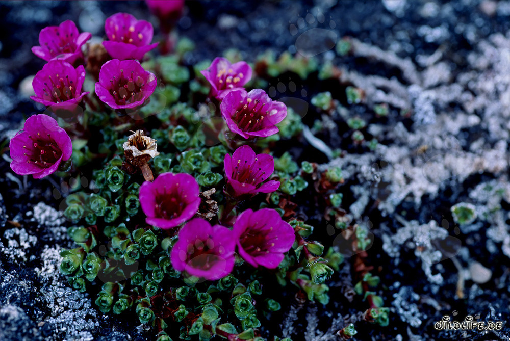 La saxifrage à feuilles opposées - Fleur du territoire du Nunavut