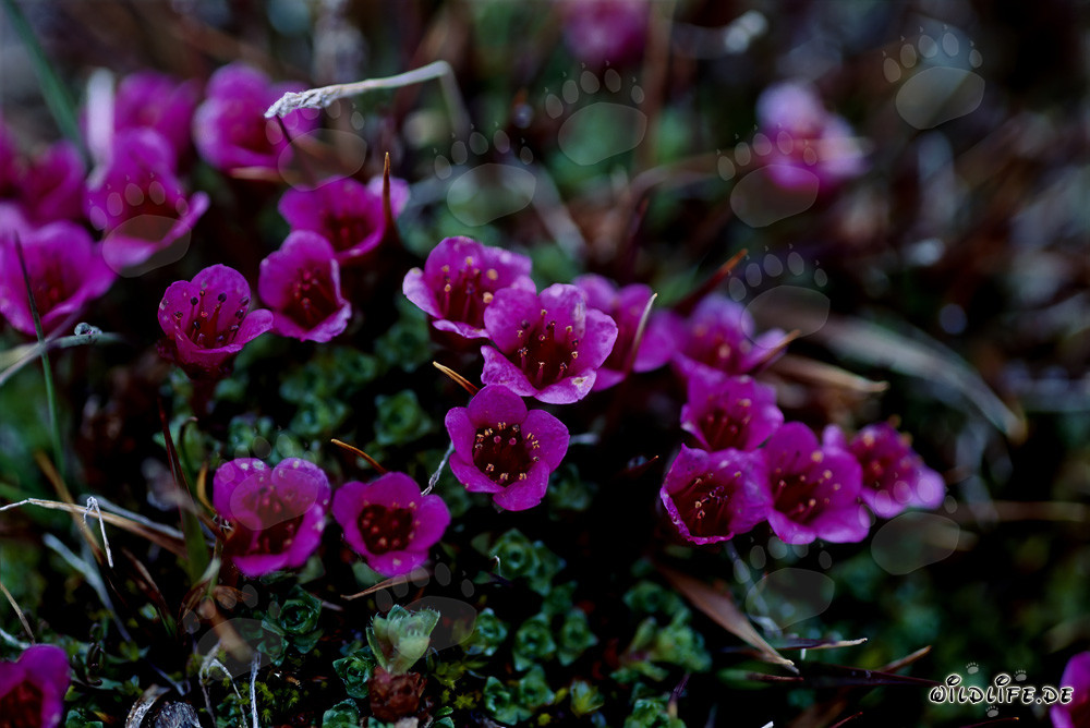 Purple saxifrage - beauty of the Arctic
