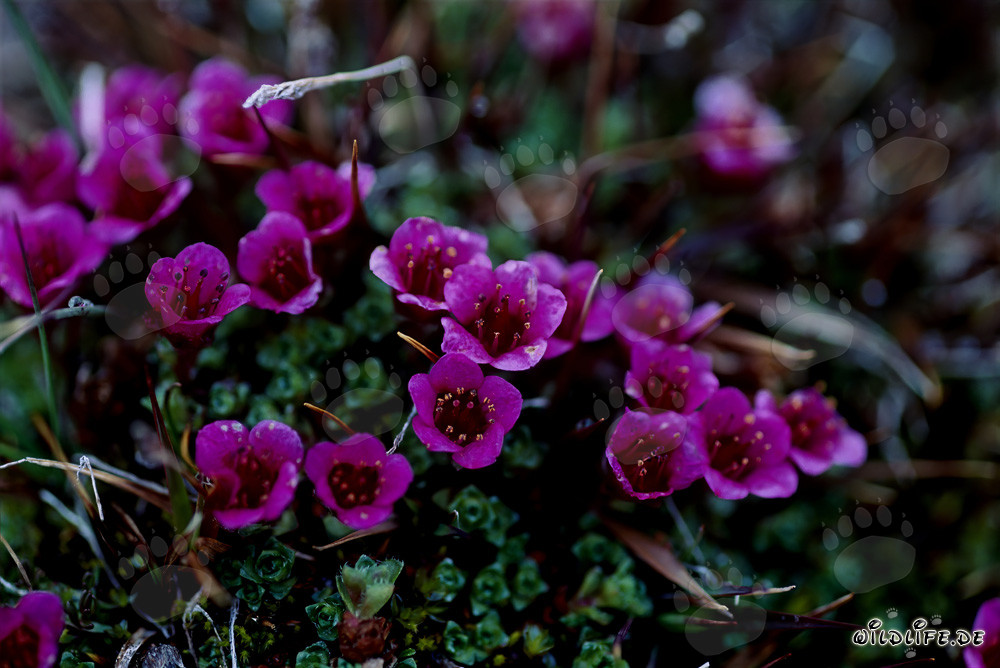 Saxífraga opuesta - Esplendor floral del Ártico
