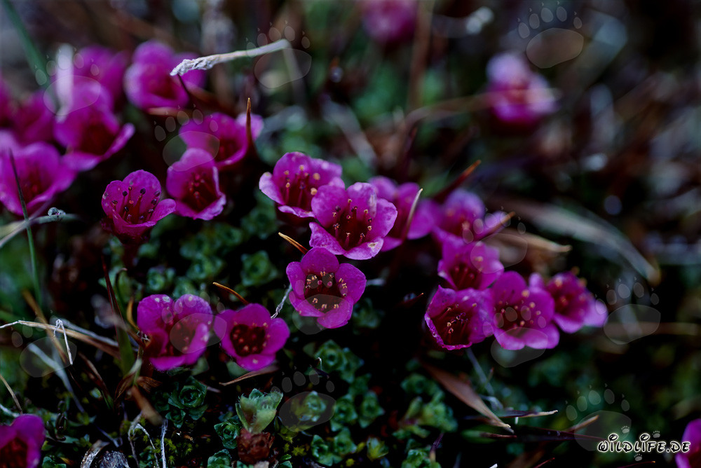 Saxifrage opposée - Splendeur florale de l'Arctique