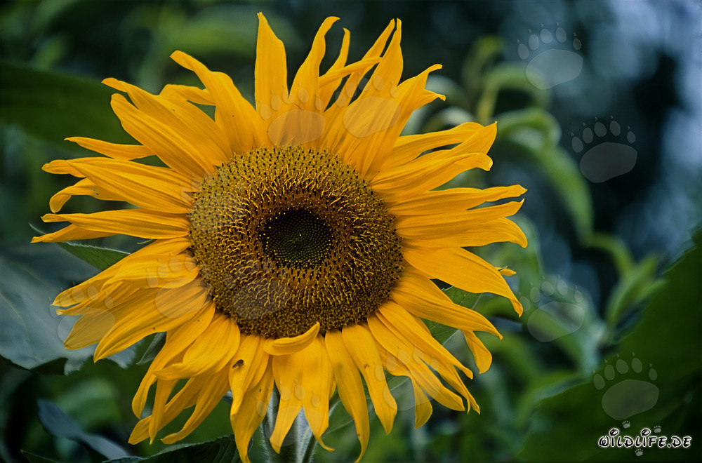 Hermoso girasol en el soleado Odenwald, Alemania