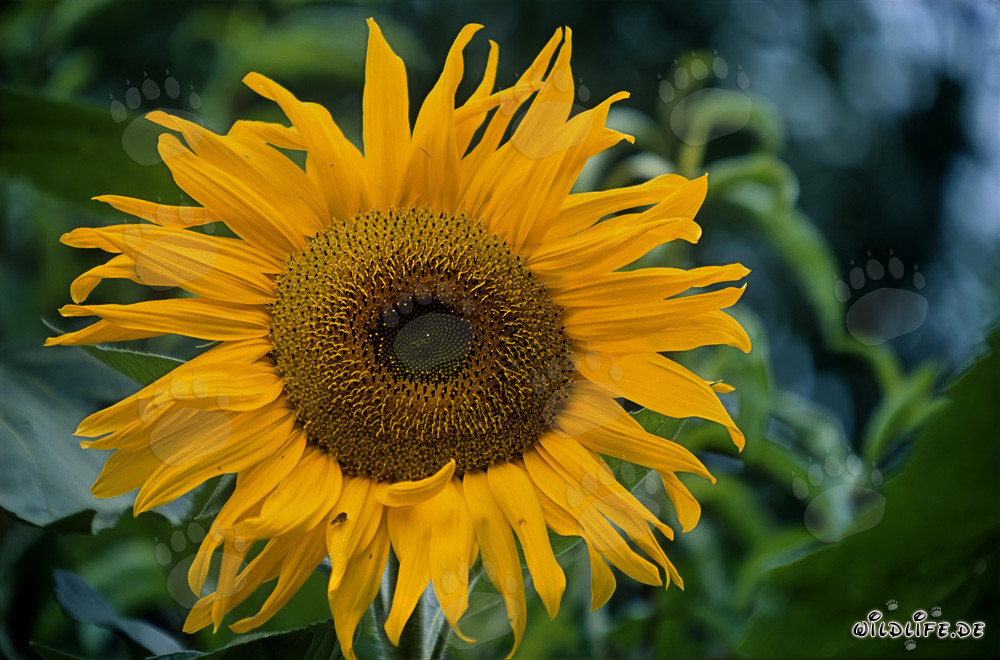 Bellissimo girasole nel soleggiato Odenwald, Germania