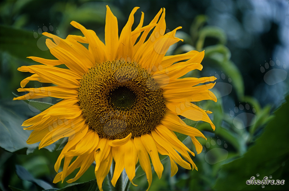 Beautiful Sunflower in the Sunny Odenwald, Germany