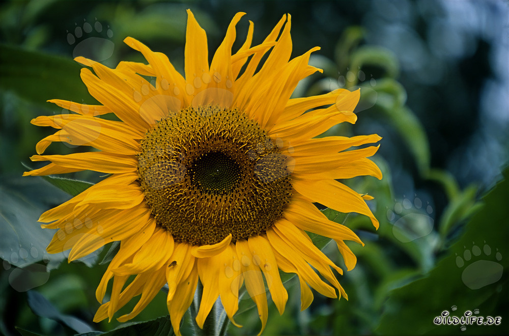 Belle tournesol dans la ensoleillée Forêt-Noire, Allemagne