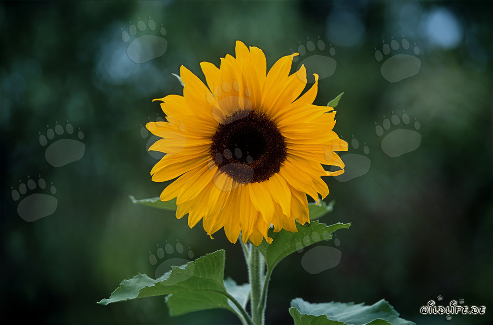 Girasole maestoso nel soleggiato Odenwald