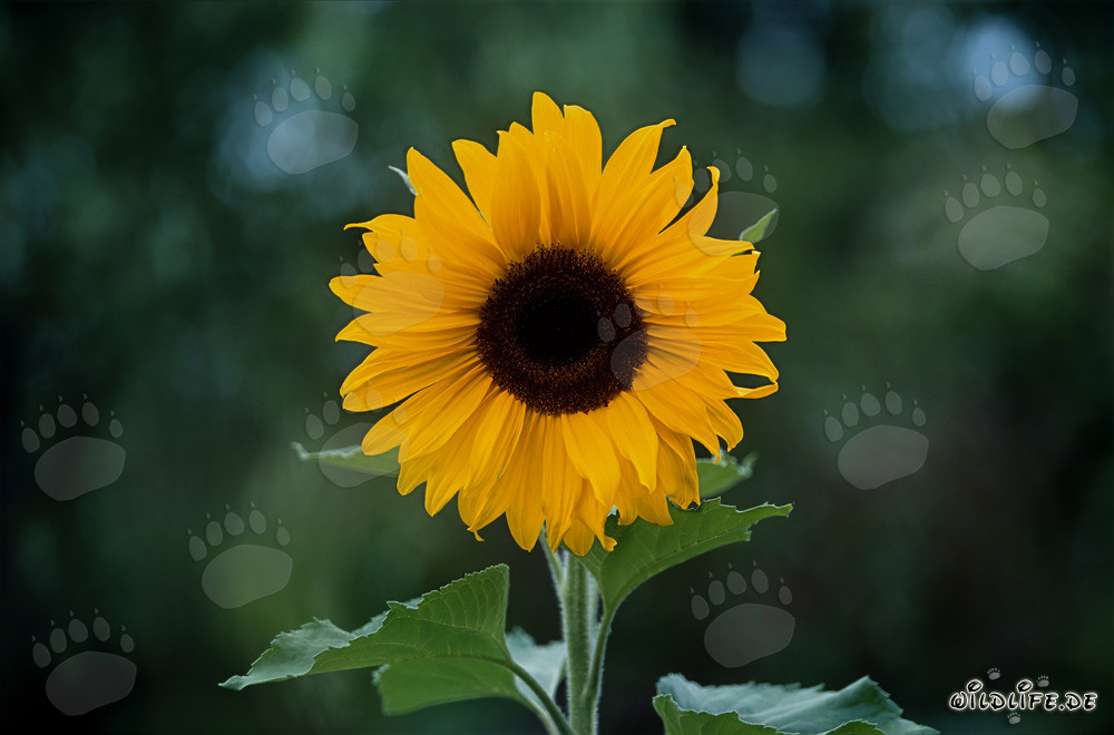 Majestätische Sonnenblume im sonnigen Odenwald