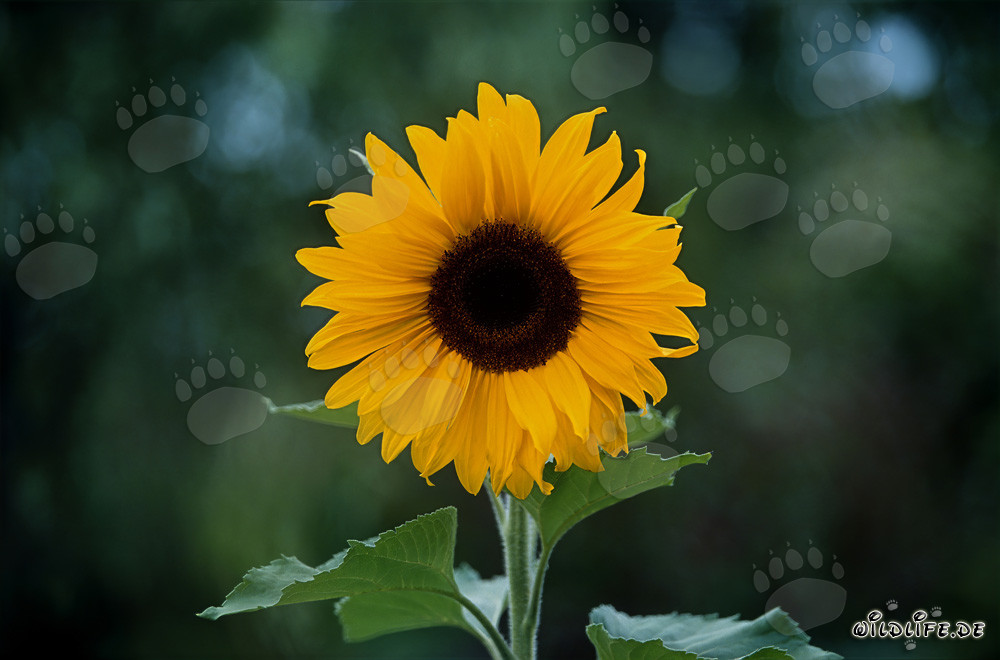 Majestic Sunflower in the Sunny Odenwald
