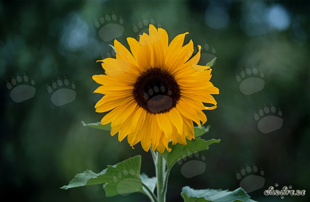 Girasol magnífico bajo la luz del sol en el campo
