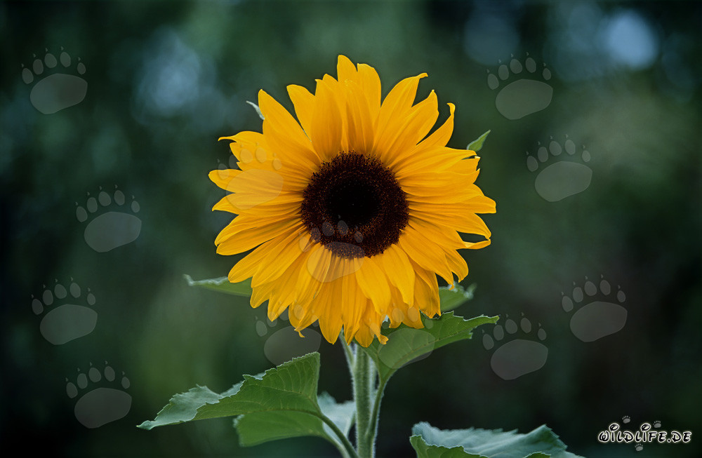 Magnifica girasole sotto la luce del sole in campagna
