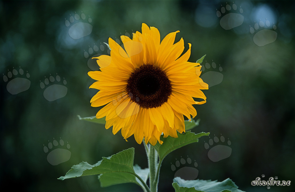 Prächtige Sonnenblume im Sonnenlicht auf dem Feld