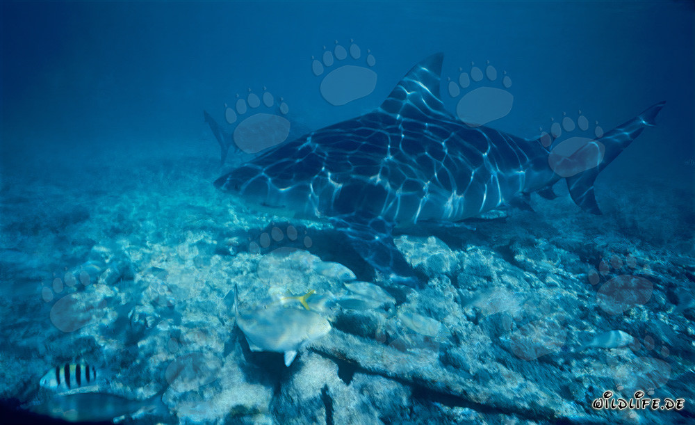 Bull Shark - Majestically swimming over the seabed