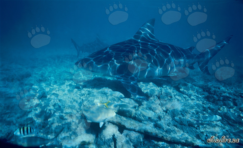 Requin bouledogue - Nage majestueuse au-dessus du fond marin