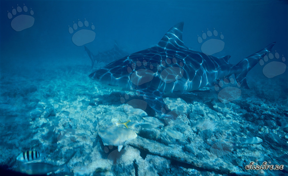 Squalo toro - Nuoto maestoso sopra il fondale marino