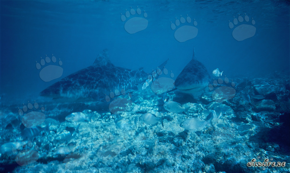 Fascinating Bull Sharks in the Shallow Waters of the Bahamas