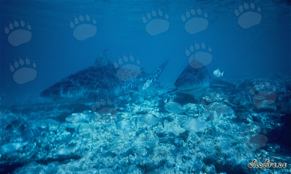 Requins taureaux fascinants dans les eaux peu profondes des Bahamas