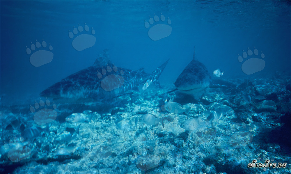 Affascinanti squali toro nelle acque basse delle Bahamas