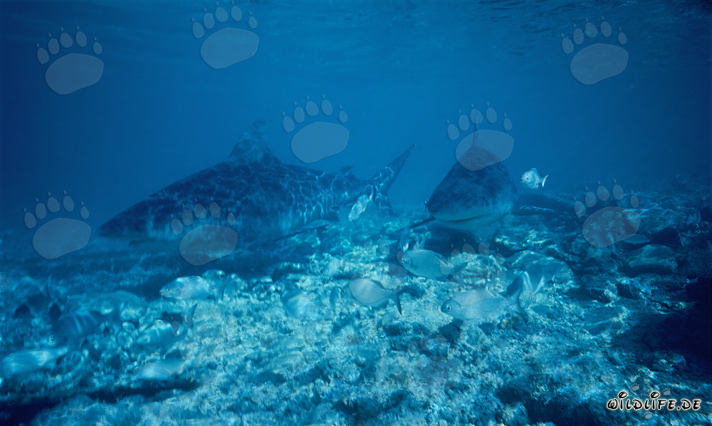 Fascinantes tiburones toro en aguas poco profundas de las Bahamas