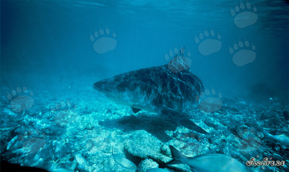 Bull Shark swimming close to the seabed