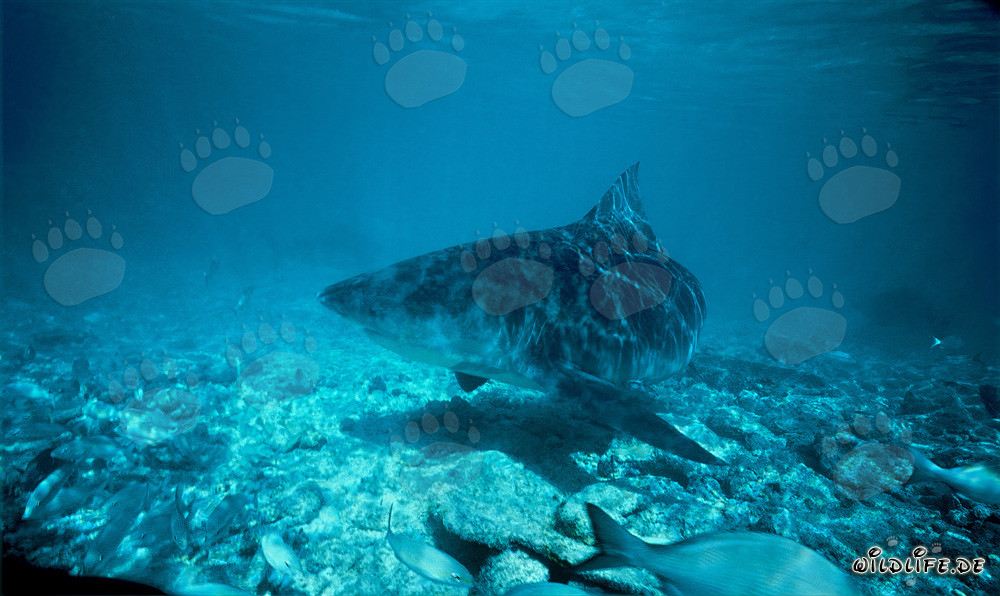 Requin taureau nage près du fond