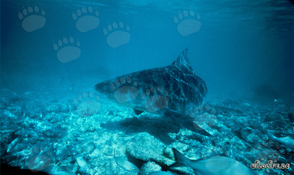 Squalo toro nuota vicino al fondo